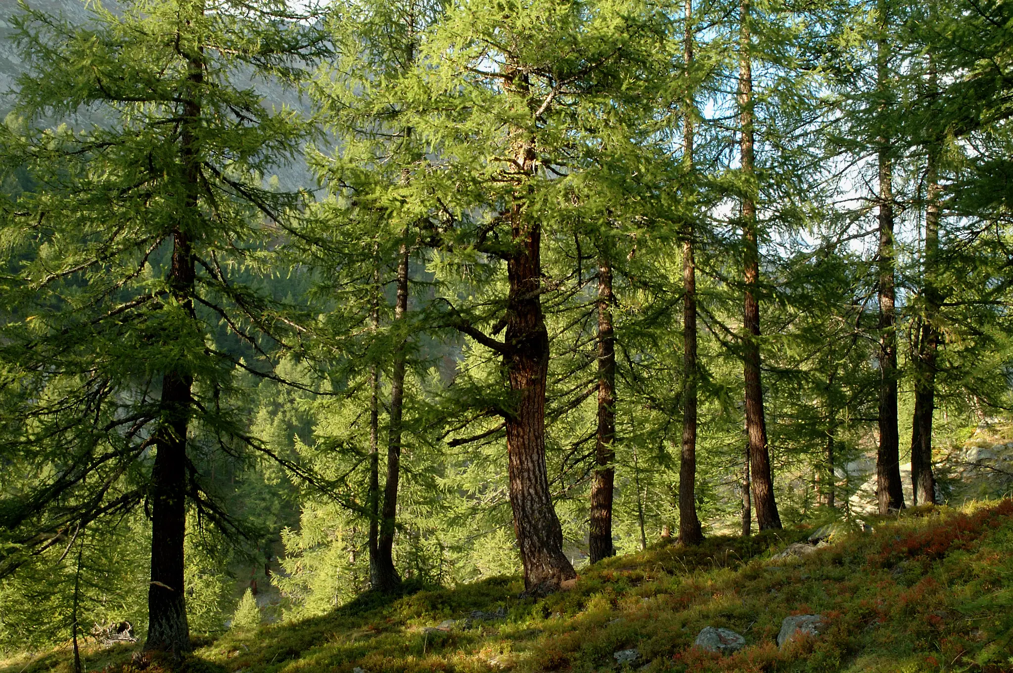 Forêt de mélèzes