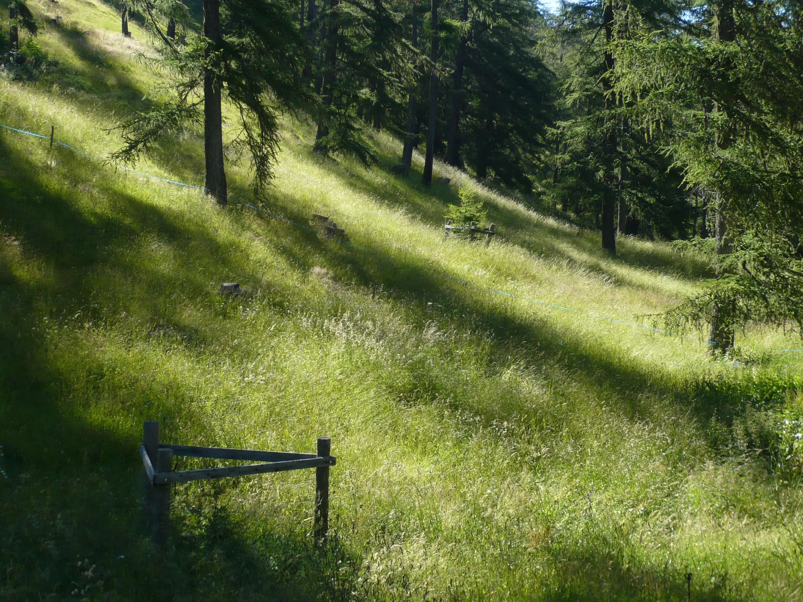 pâturage boisé